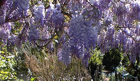 Wisteria sinensis 'Lavender Lace'