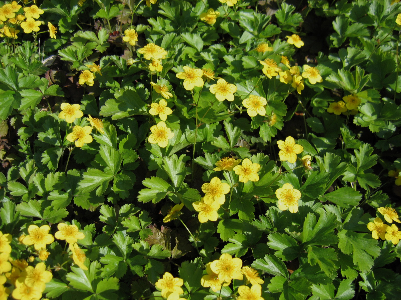 Waldsteinia ternata