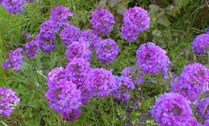 Verbena X Homestead Purple — photo 1