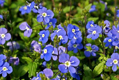 Veronica Georgia Blue — photo 1