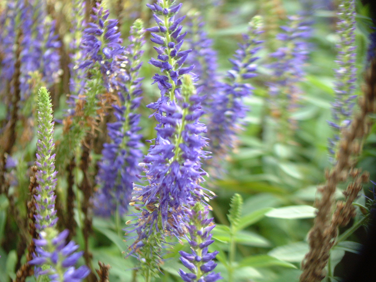 Veronica Goodness Grows
