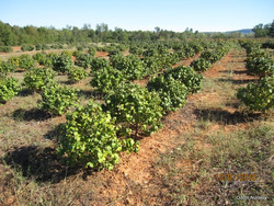 Viburnum carlesii 'Cayuga' — photo 1