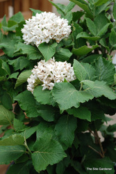 Viburnum carlesii 'Cayuga' — photo 3