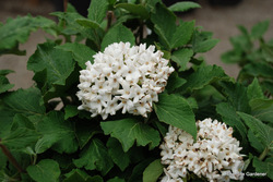 Viburnum carlesii 'Cayuga' — photo 4