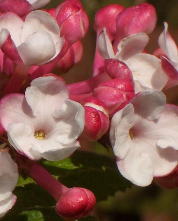 Viburnum carlesii Aurora — photo 1