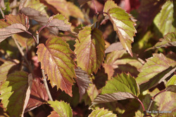 Viburnum dentatum 'Blue Muffin' — photo 1