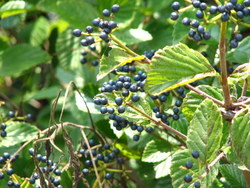 Viburnum dentatum 'Blue Muffin' — photo 3