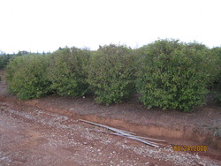 Viburnum dentatum Autumn Jazz — photo 1