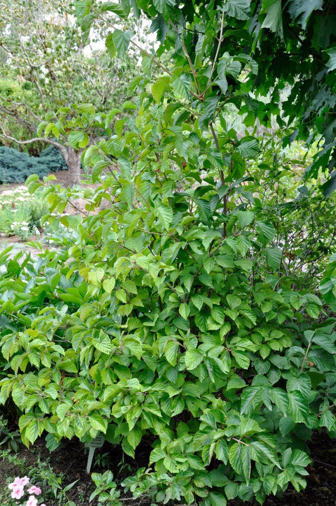 Viburnum dilatatum 'Cardinal Candy'