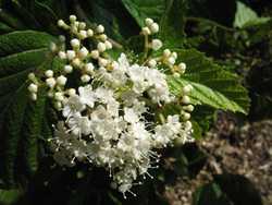 Viburnum dilatatum 'Cardinal Candy' — photo 2