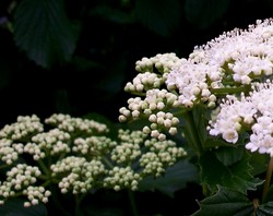 Viburnum dentatum Autumn Jazz — photo 2