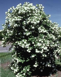 Viburnum dentatum Autumn Jazz — photo 3