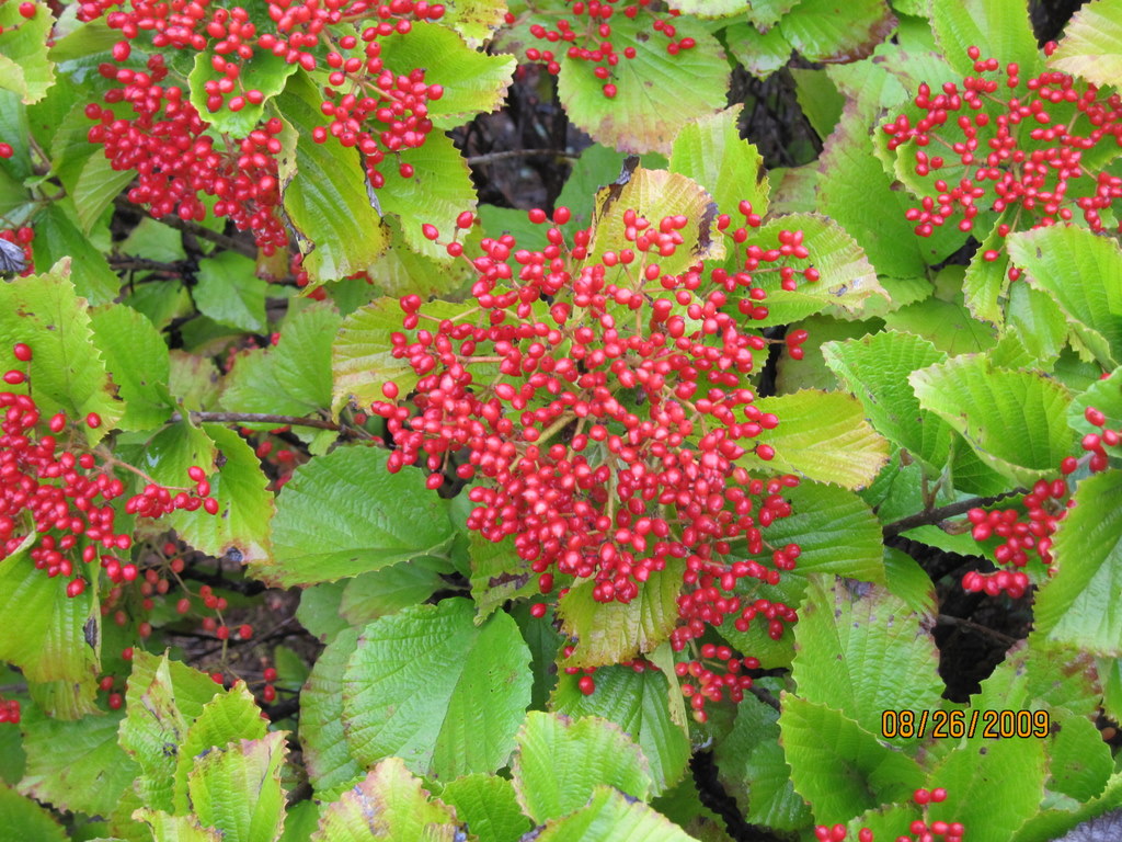 Viburnum dilatatum Erie