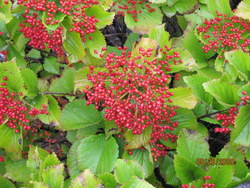 Viburnum dilatatum Erie — photo 1