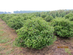 Viburnum dilatatum Erie — photo 2