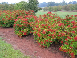 Viburnum dilatatum Erie — photo 3