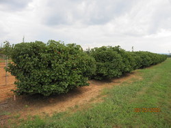 Viburnum dilatatum Erie — photo 4