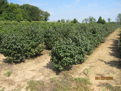 Viburnum lantana 'Mohican' — photo 1