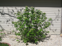 Viburnum lantana 'Mohican' — photo 3