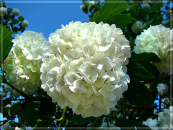 Viburnum macrocephalum — photo 1