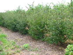 Viburnum macrocephalum — photo 2