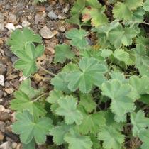 Alchemilla erythropoda — photo 1