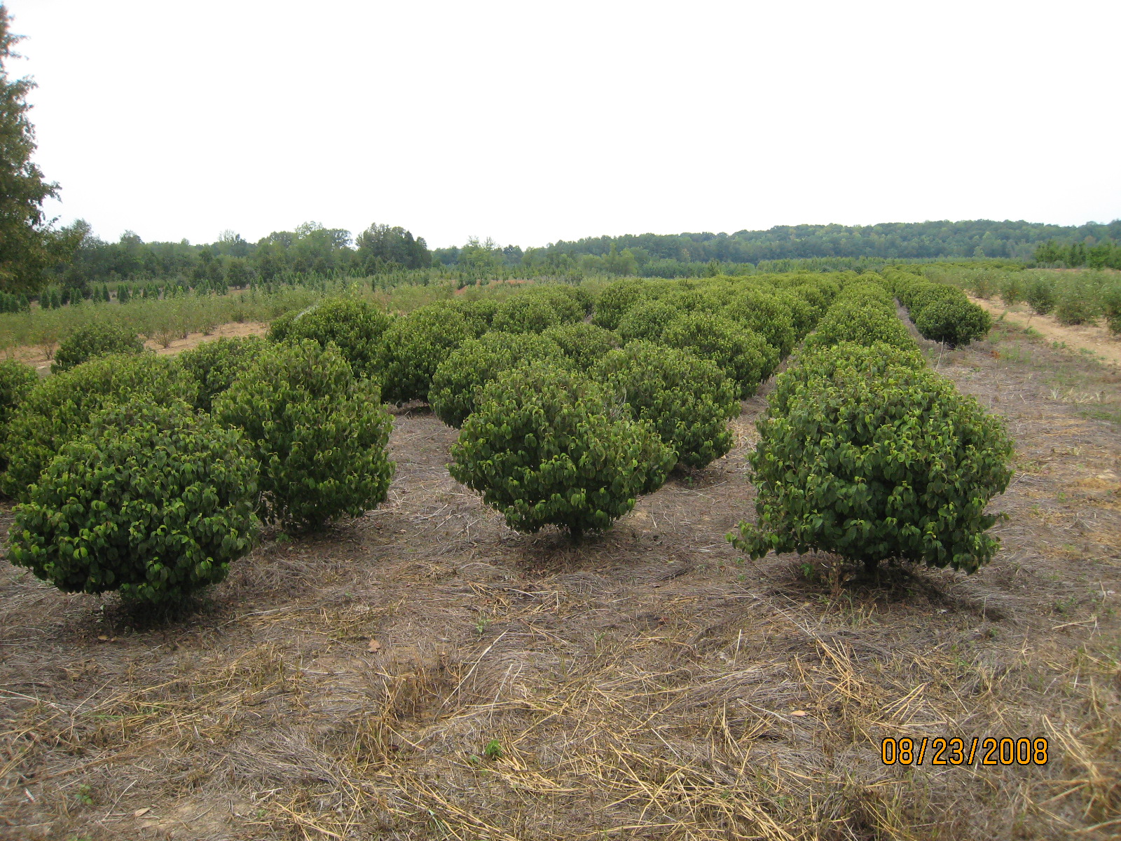 Viburnum opulus Nanum — photo 1