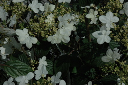 Viburnum p. var. tom. 'Summer Snowflake' — photo 1