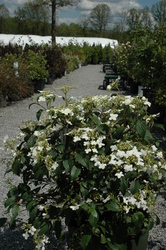 Viburnum p. var. tom. 'Summer Snowflake' — photo 2
