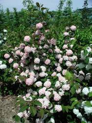 Viburnum plicatum 'Mary Milton' — photo 4
