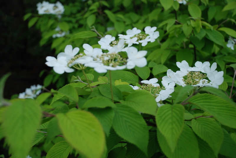 Viburnum plicatum tom. 'Shasta'