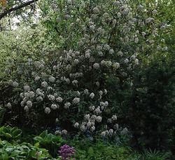 Viburnum pragense — photo 3