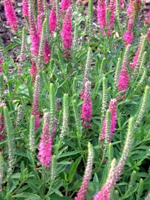 Veronica Red Fox — photo 1