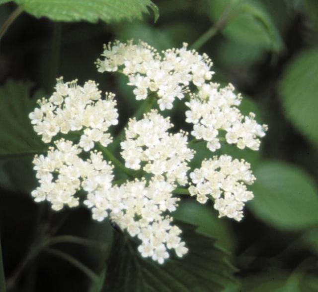 Viburnum dentatum 'Northern Burgundy' — photo 1