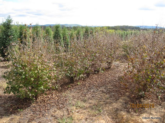 Viburnum plicatum Kerns Pink — photo 1