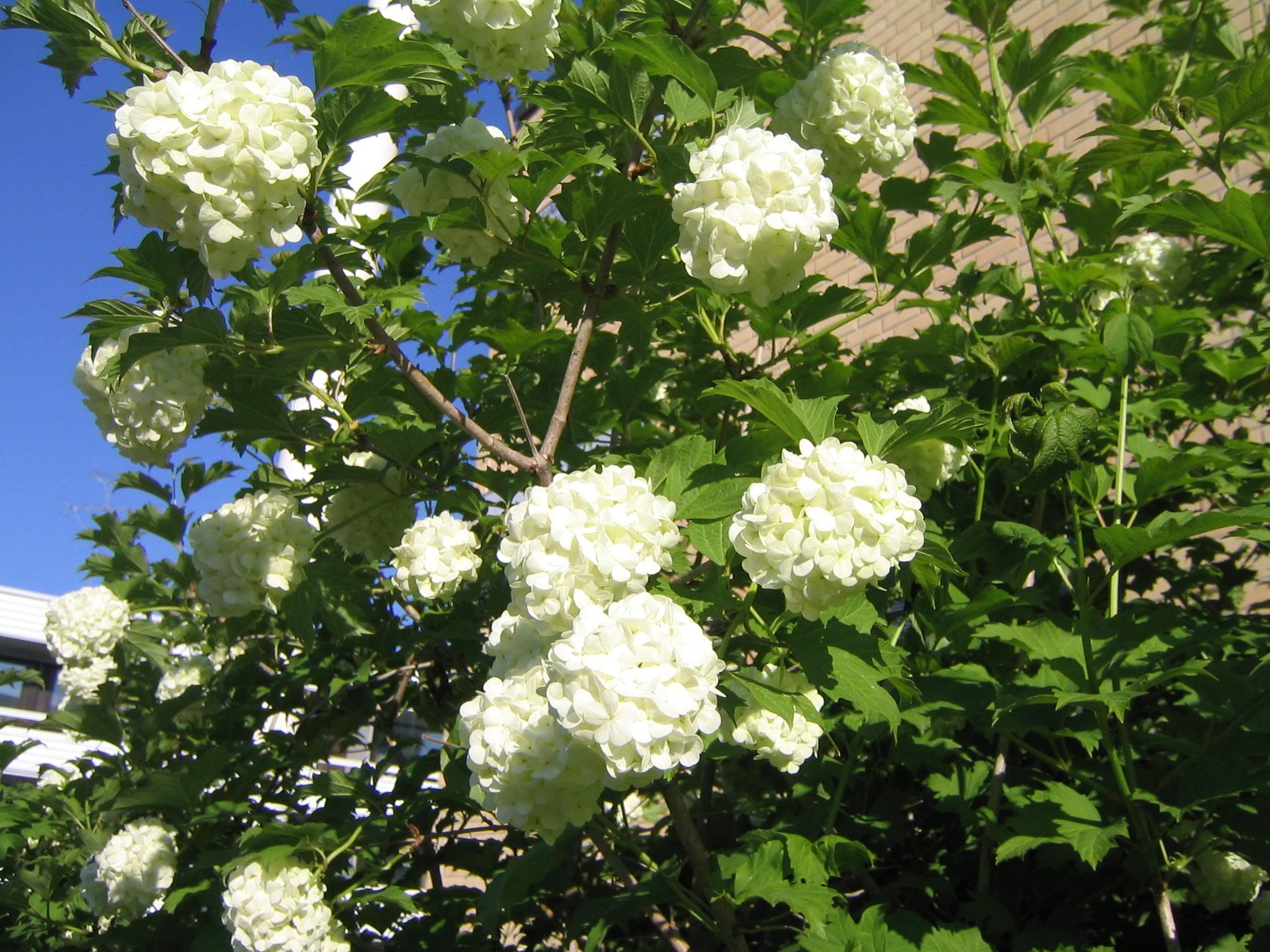 Viburnum opulus Roseum