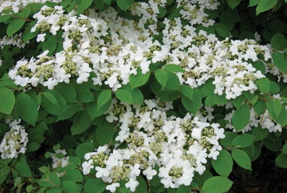 Viburnum prunifolium Northern Blackhaw — photo 1