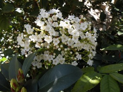 Viburnum tinus Spring Bouquet