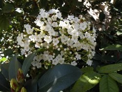 Viburnum tinus Spring Bouquet — photo 2