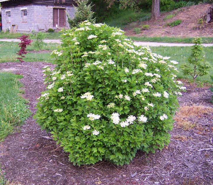 Viburnum trilobum Bailey Compact — photo 1