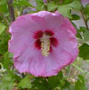 Althaea syriacus 'Aphrodite' — photo 1