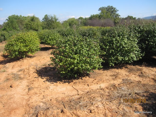 Viburnum x burkwoodii 'Mohawk' — photo 1