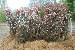 Viburnum x burkwoodii 'Mohawk' — photo 3