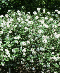 Viburnum x Willowwood — photo 3