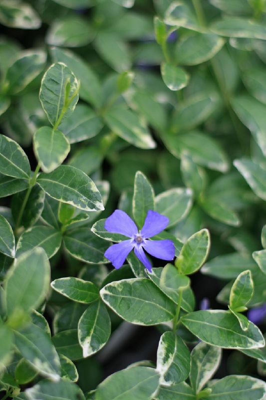 Vinca minor 'Ralph Shugert' — photo 1