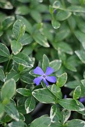 Vinca minor 'Ralph Shugert' — photo 2