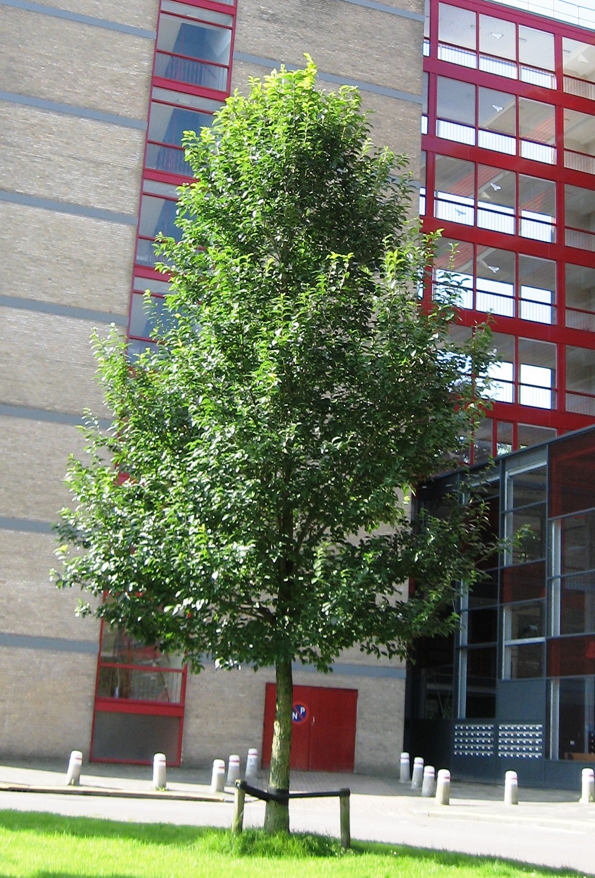 Ulmus 'New Horizon'