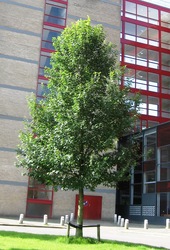 Ulmus 'New Horizon' — photo 1