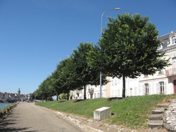 Ulmus 'New Horizon' — photo 2