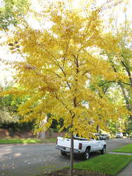 Ulmus carpinifolia  'Patriot' — photo 1